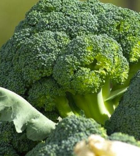 brocoli