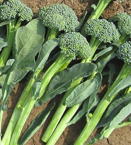 brocoli2