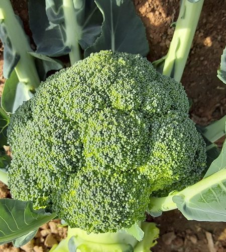 brocoli3